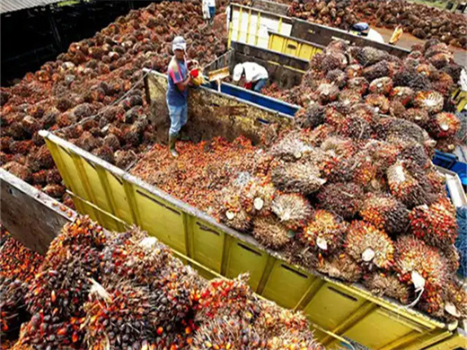 fresh palm fruits palm oil processing plant in cameroon
